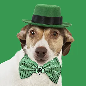 Russells: DOG - Jack Russell wearing a green hat and green