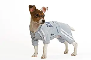 Vest: Dog - Jack Russell - wearing sweatshirt vest