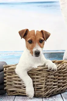 Russells: Dog Jack Russell in wicker basket