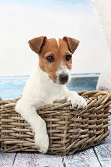 Russells: Dog Jack Russell in wicker basket