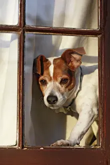 Russell: Dog - Jack russell at window