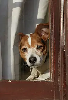Jack: Dog - Jack russell at window