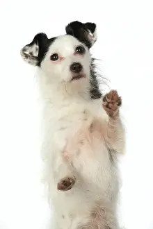 Waving: DOG. Jack Russell X breed sitting with paws up