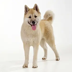 Akitas: DOG - Japanese Akita