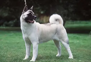 Utility: Dog - Japanese Akita