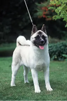 Utility: Dog - Japanese Akita