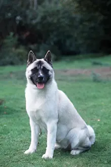 Utility: Dog - Japanese Akita