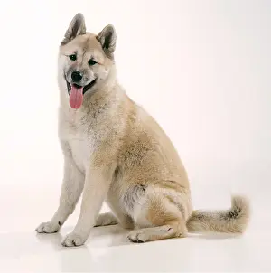 Akitas: DOG - JAPANESE AKITA SITS