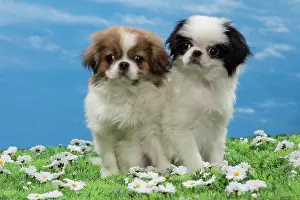 Chin: Dog - Japanese Chin puppies