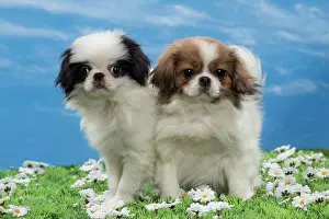 Chin: Dog - Japanese Chin puppies