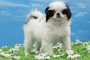 Chin: Dog - Japanese Chin puppy