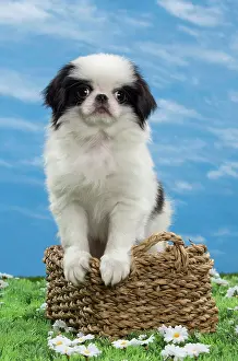Chin: Dog - Japanese Chin puppy