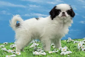 Chin: Dog - Japanese Chin puppy