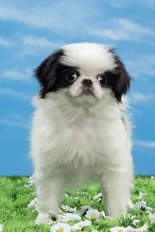 Chin: Dog - Japanese Chin puppy