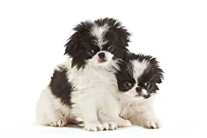 Chin: Dog - Japanese Chin / Spaniel - puppies in studio