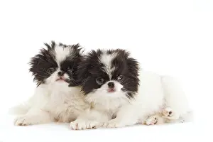Chin: Dog - Japanese Chin / Spaniel - puppies in studio