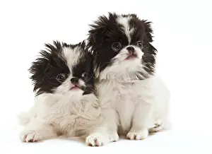 Chin: Dog - Japanese Chin / Spaniel - puppies in studio