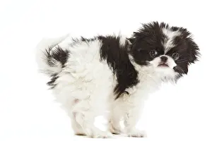 Chin: Dog - Japanese Chin / Spaniel - puppy in studio