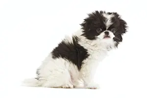 Chin: Dog - Japanese Chin / Spaniel - puppy in studio