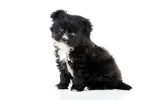 Chin: DOG - Japanese chin x papillon