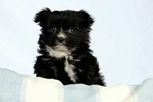 Chin: DOG - Japanese chin x papillon