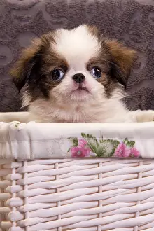 Chin: Dog - Japanese Spaniel puppy