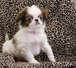 Chin: Dog - Japanese Spaniel puppy