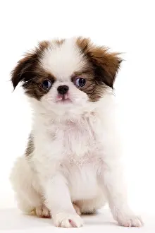 Chin: Dog - Japanese Spaniel puppy