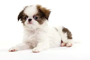 Chin: Dog - Japanese Spaniel puppy