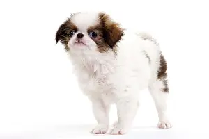 Chin: Dog - Japanese Spaniel puppy