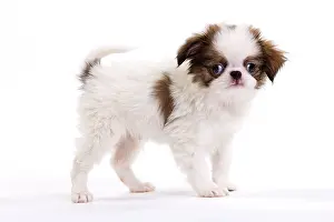 Chin: Dog - Japanese Spaniel puppy