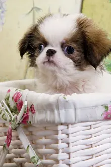 Chin: Dog - Japanese Spaniel puppy in basket