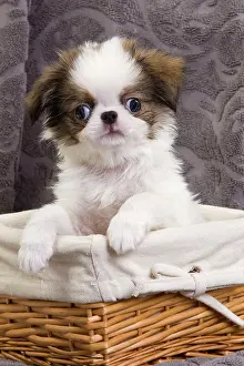 Chin: Dog - Japanese Spaniel puppy in basket
