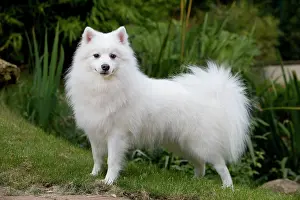 Jean-michel Labat: Dog - Japanese Spitz