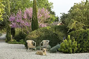 Topiary: Dog and Judas tree in bloom in a garden of Provence France