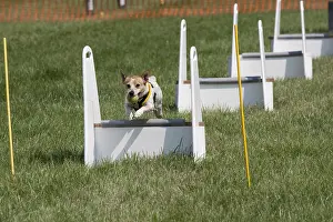 Express: Dog jumping at agility event Gotherington Show UK