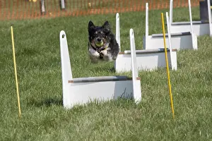 Express: Dog jumping at agility event Gotherington Show UK
