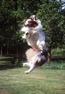 Agility: DOG - JUMPING FOR BALL