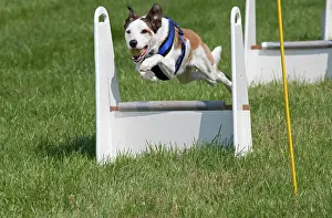 Hurdles: Dog - jumping at dog agility event
