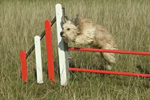 Obstacle: Dog jumping over fence on agility course