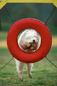 Tricks: Dog - jumping though tyre