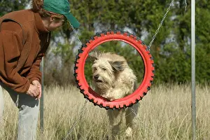 Trainer: Dog jumping through tyre on agility course with trainer