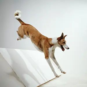 Hurdles: DOG - jumping, side view
