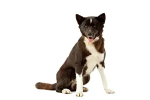 Karelia: Dog - Karelia Bear Dog