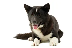 Karelia: Dog - Karelia Bear Dog