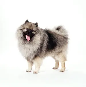 Keeshond: DOG - KEESHOND, side view