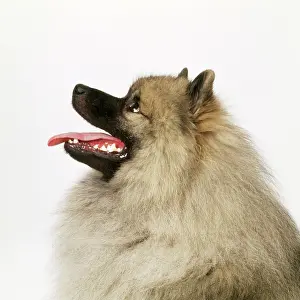 Keeshond: DOG - KEESHOND, side view of head