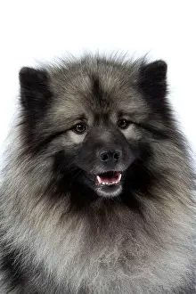 Keeshond: Dog - Keeshond / Wolf Spitz / Chien Loup