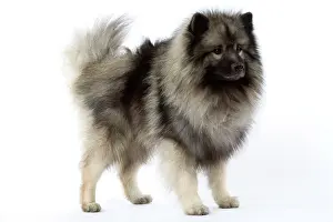 Keeshond: Dog - Keeshond / Wolf Spitz / Chien Loup