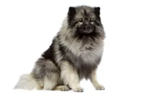 Keeshond: Dog - Keeshond / Wolf Spitz / Chien Loup